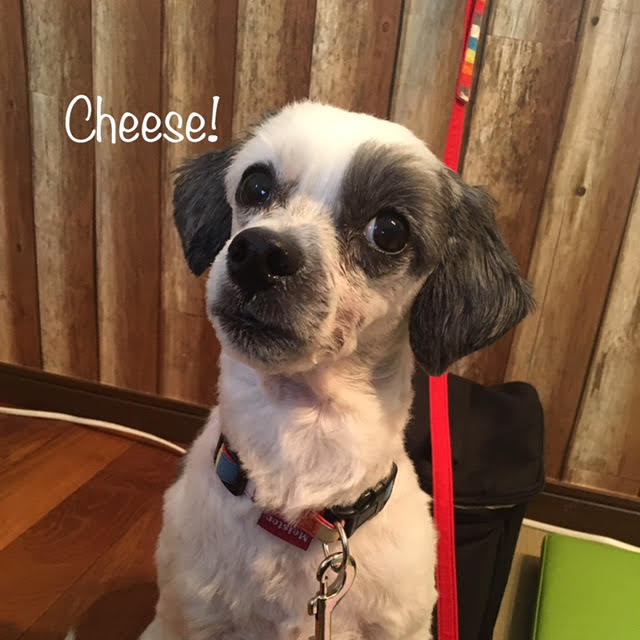 Cheese Cheese