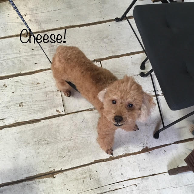 Cheese Cheese