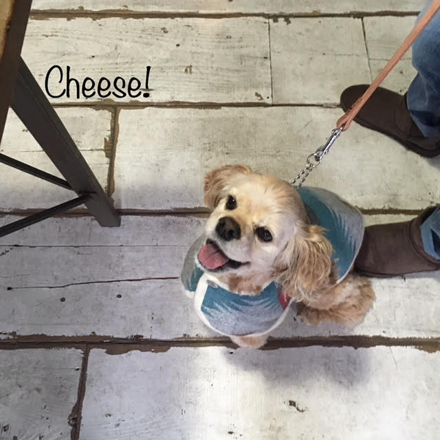 Cheese Cheese