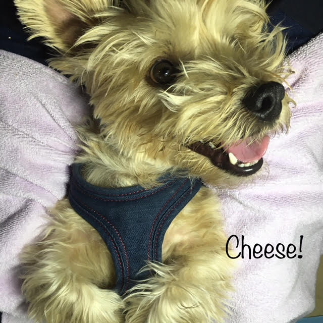 Cheese Cheese