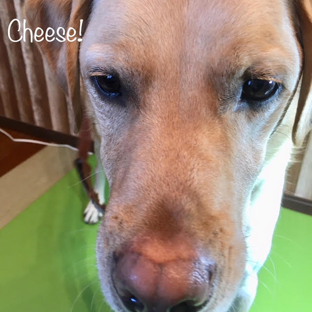 Cheese Cheese