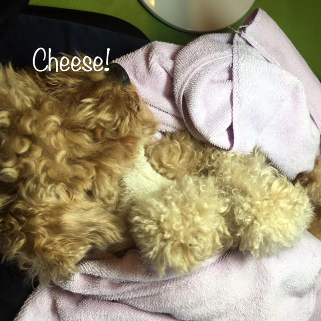 Cheese Cheese