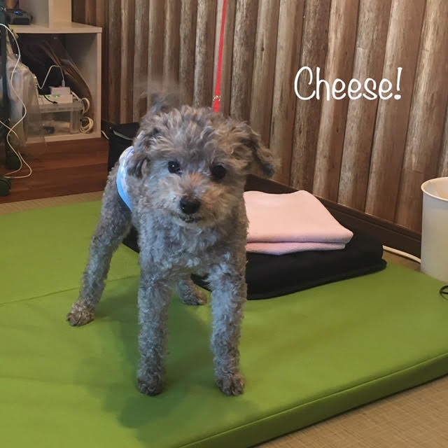Cheese Cheese