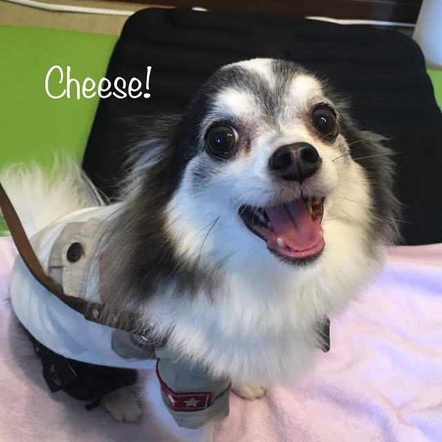 Cheese Cheese
