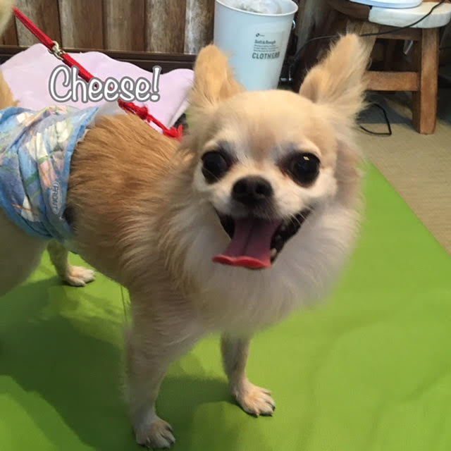 Cheese Cheese