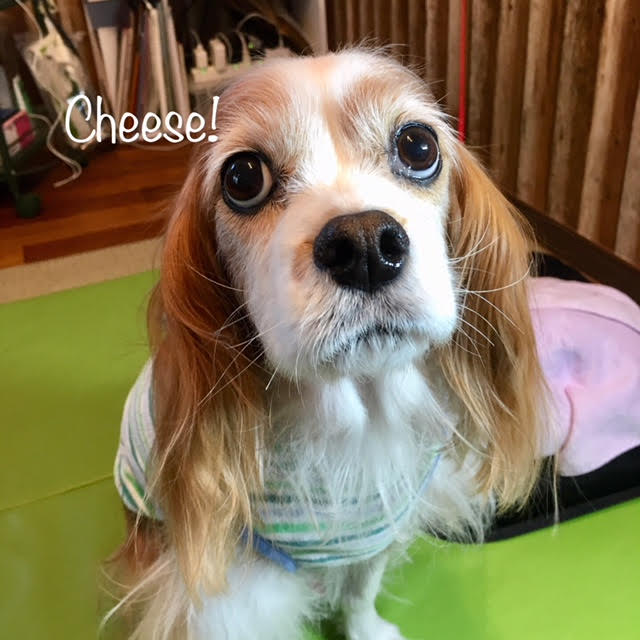 Cheese Cheese