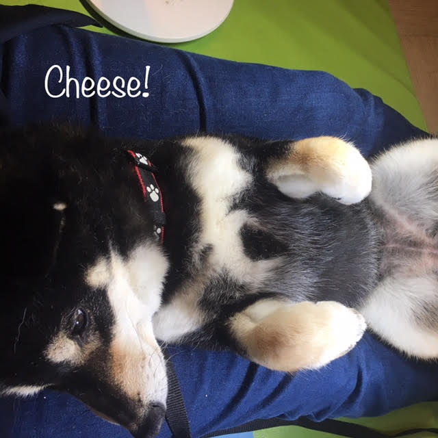 Cheese Cheese