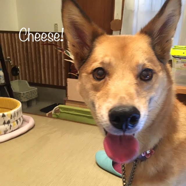 Cheese Cheese