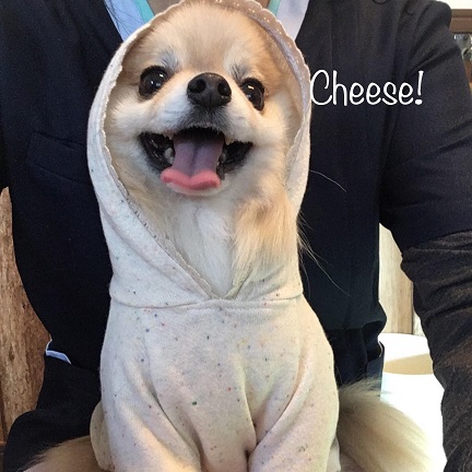 Cheese Cheese