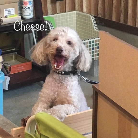 Cheese Cheese