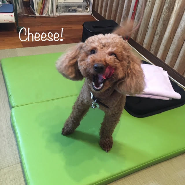 Cheese Cheese