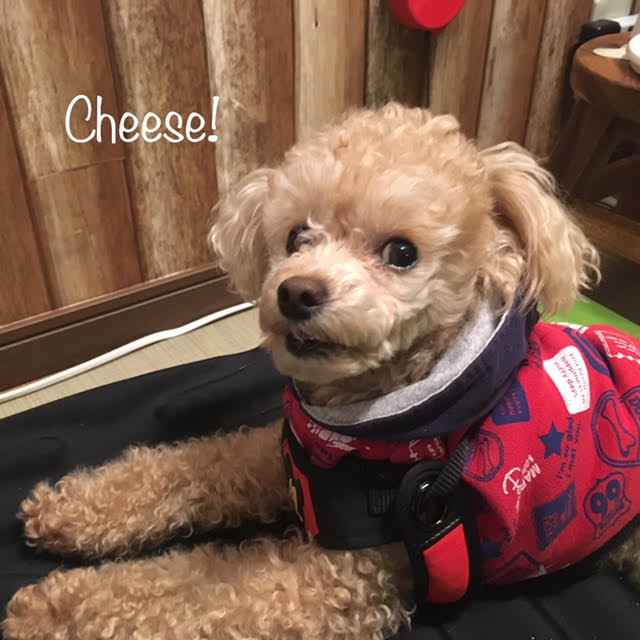 Cheese Cheese