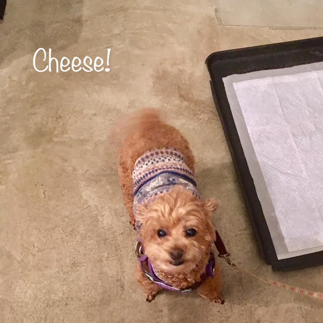 Cheese Cheese