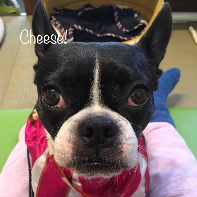 Cheese Cheese