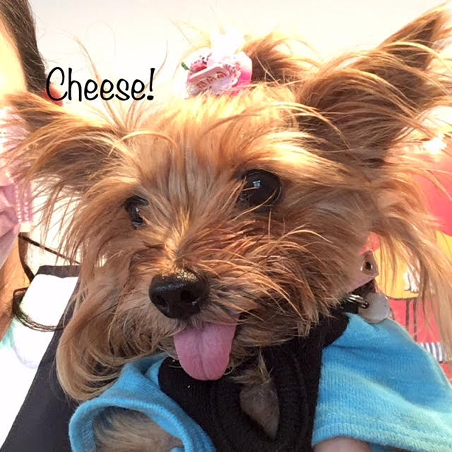 Cheese Cheese