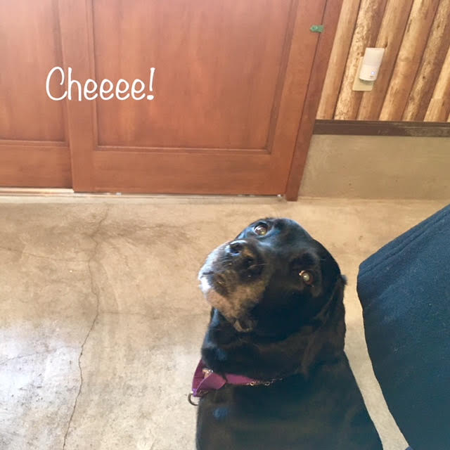 Cheese Cheese