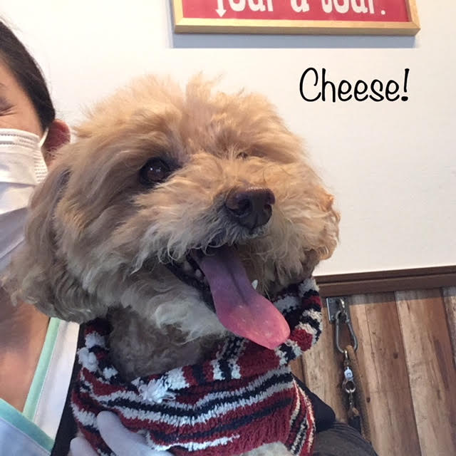Cheese Cheese