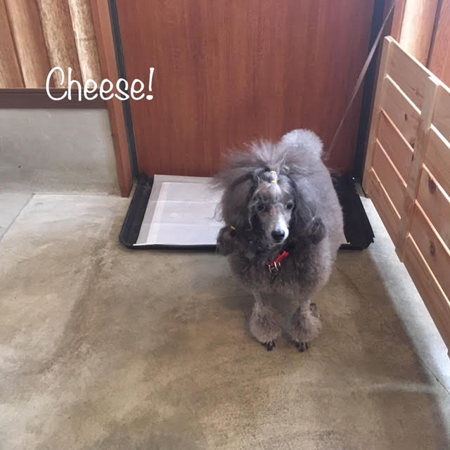 Cheese Cheese