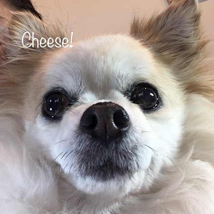 Cheese Cheese