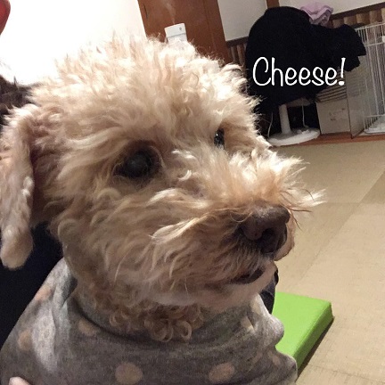 Cheese Cheese