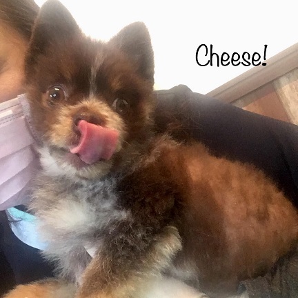 Cheese Cheese