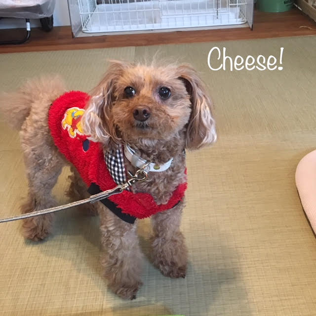 Cheese Cheese