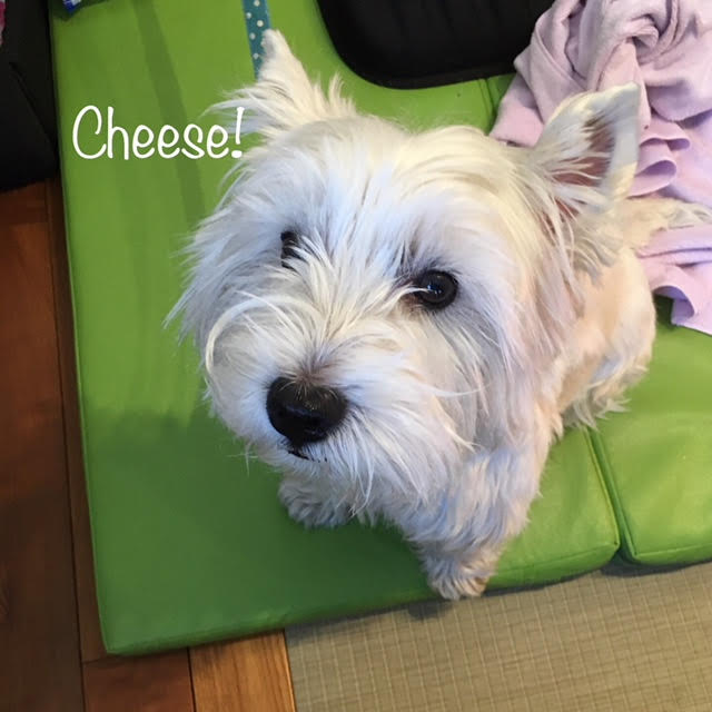 Cheese Cheese