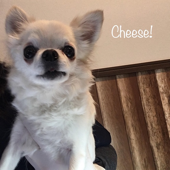 Cheese Cheese