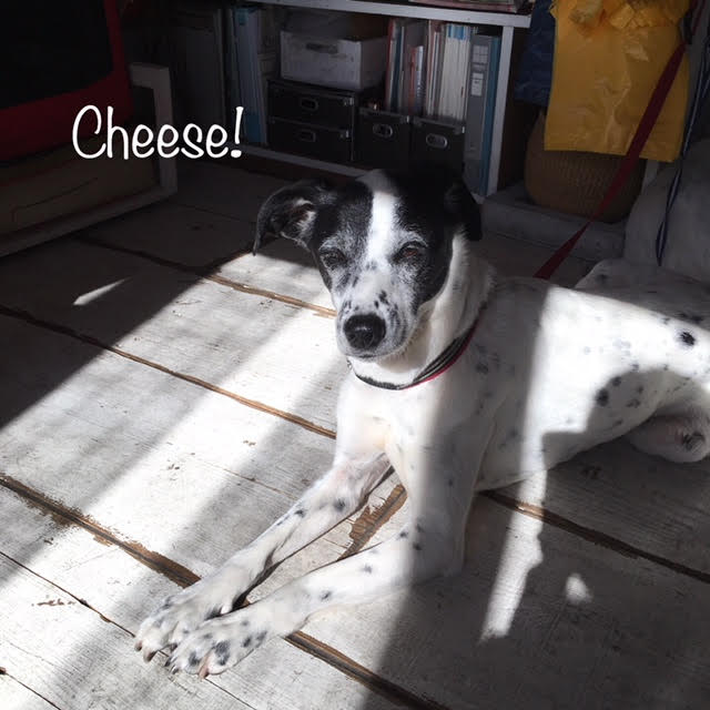 Cheese Cheese