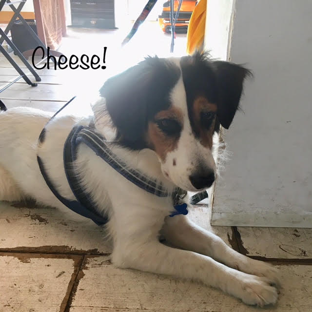 Cheese Cheese