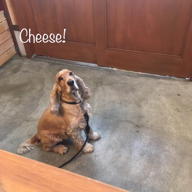 Cheese Cheese