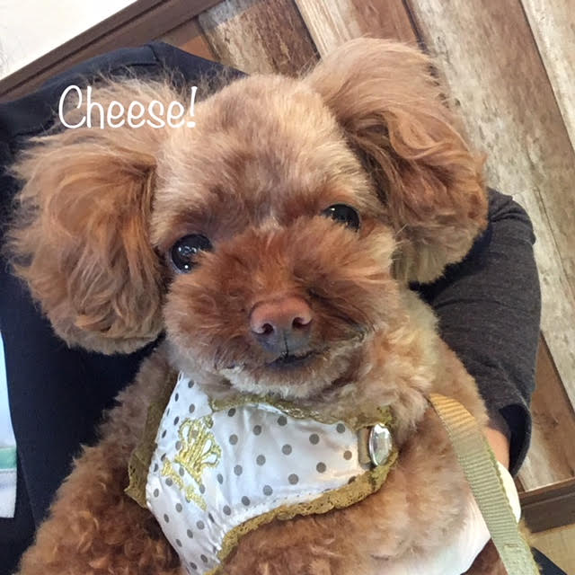 Cheese Cheese