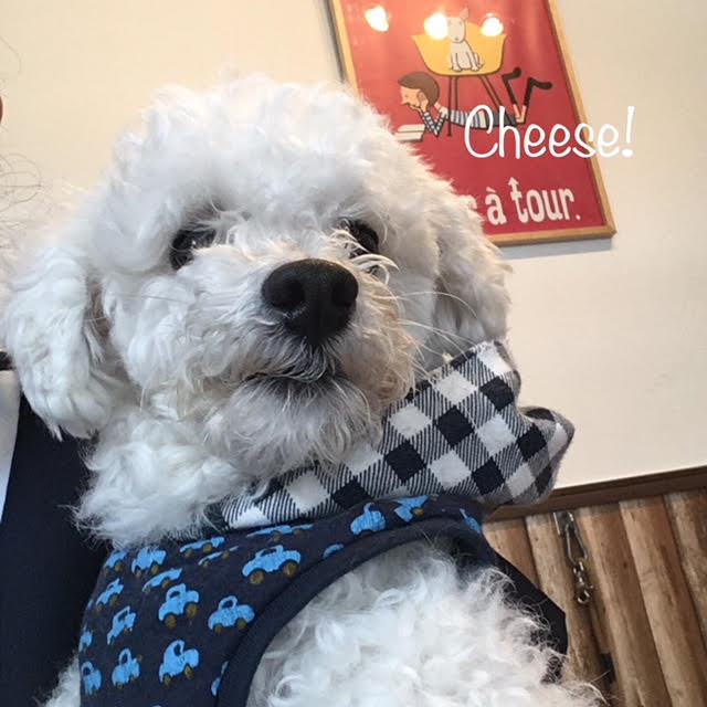 Cheese Cheese