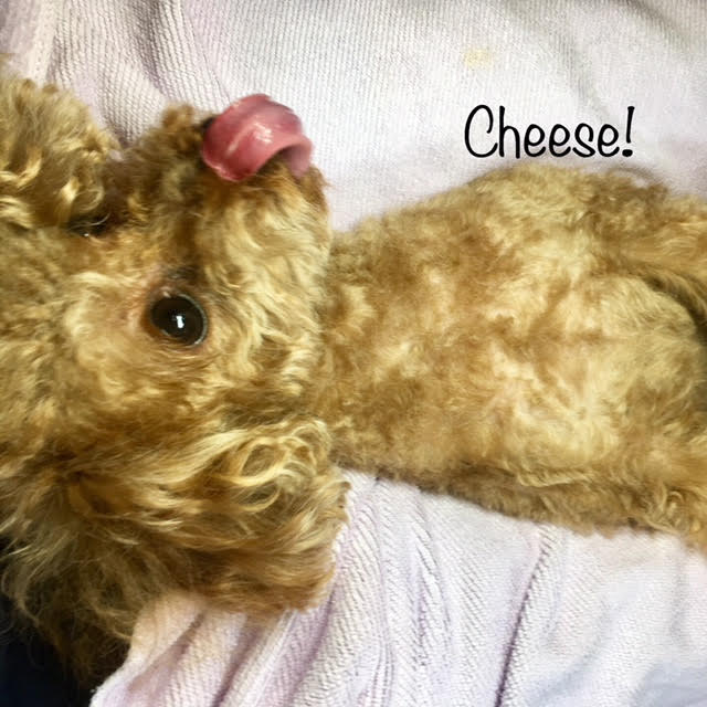 Cheese Cheese