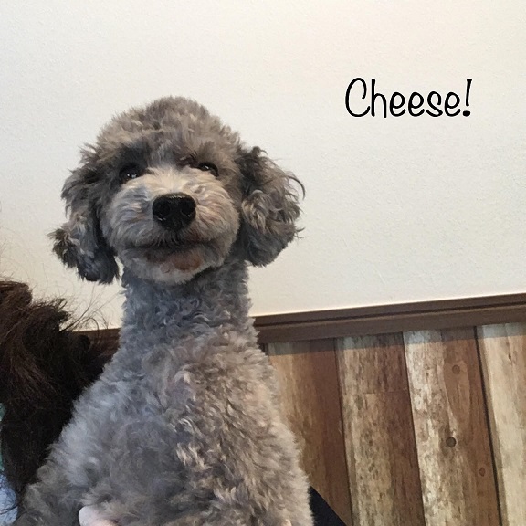 Cheese Cheese