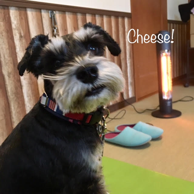 Cheese Cheese