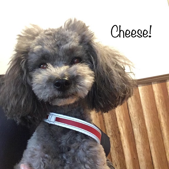 Cheese Cheese