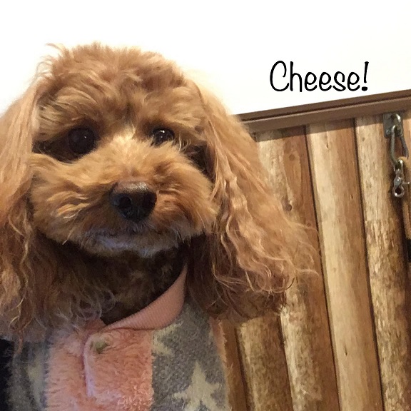 Cheese Cheese