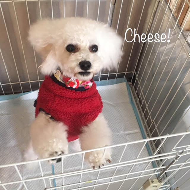 Cheese Cheese