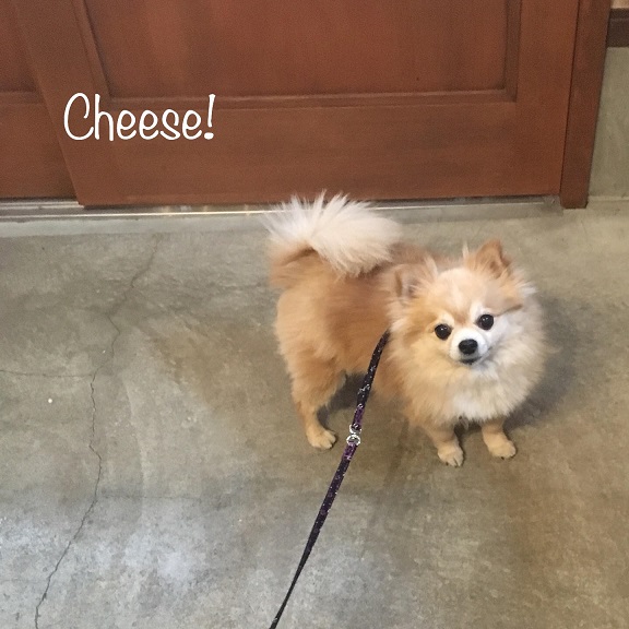 Cheese Cheese