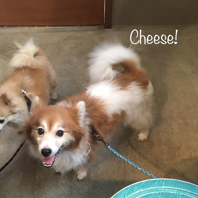 Cheese Cheese