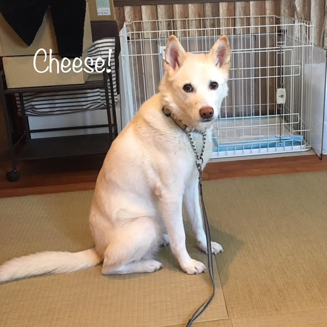 Cheese Cheese