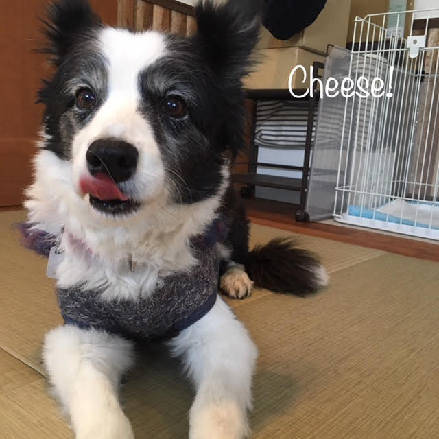 Cheese Cheese