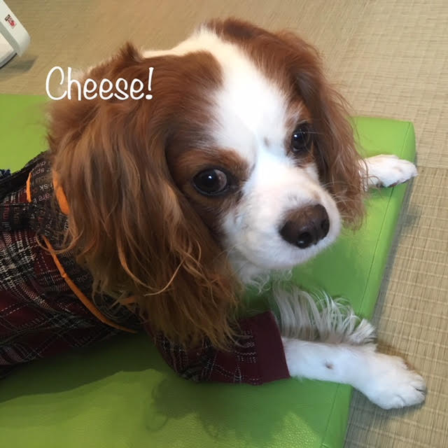 Cheese Cheese