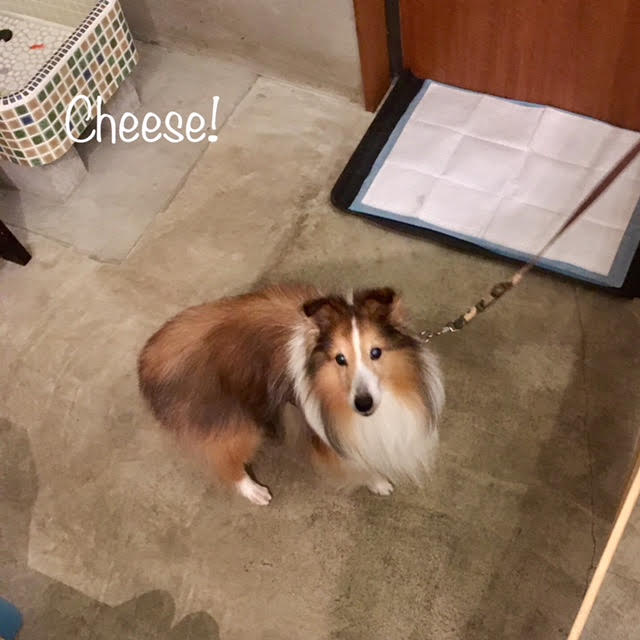Cheese Cheese
