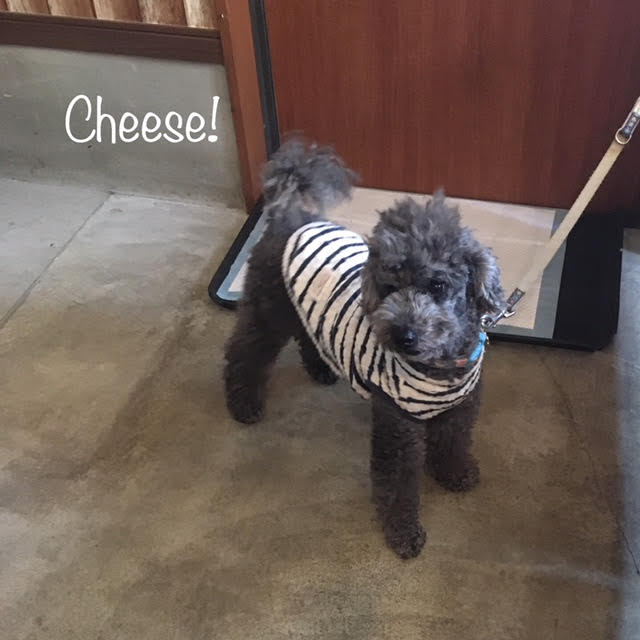 Cheese Cheese