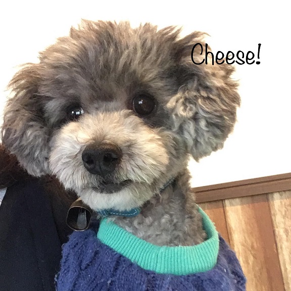 Cheese Cheese