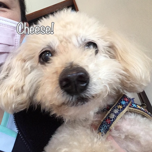 Cheese Cheese