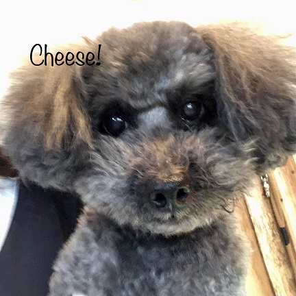 Cheese Cheese