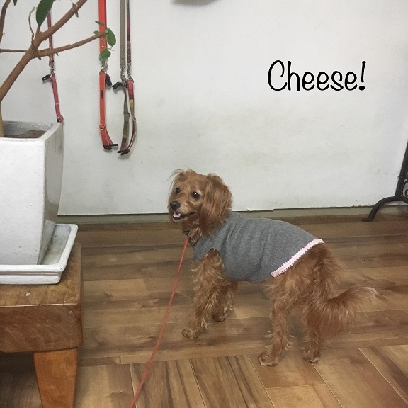 Cheese Cheese
